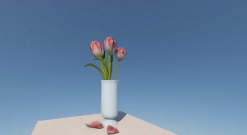 Tulip In A Vase