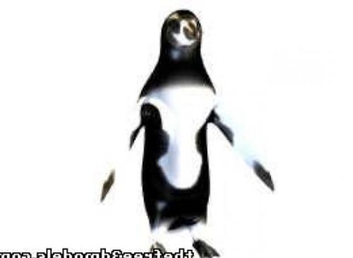 Penguin Animal