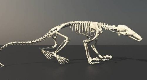 Anteater Skeleton