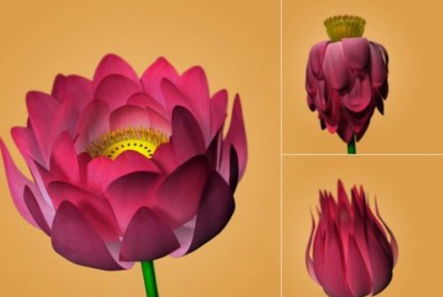 Lotus Flower Rig