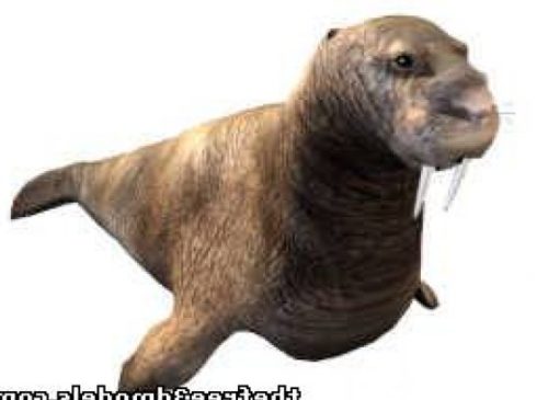 Walrus Seal