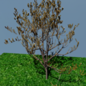 Arbre/tree