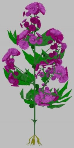 Purple Crisantemum