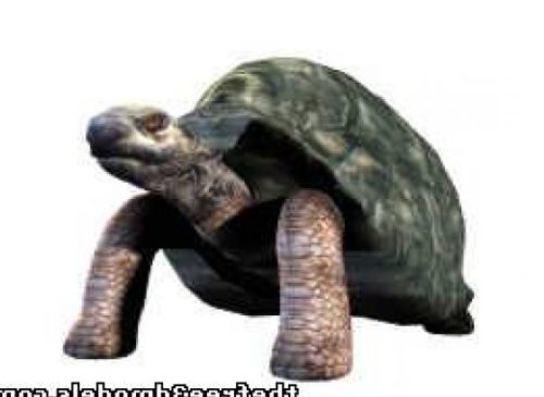 Big Tortoise (turtle)