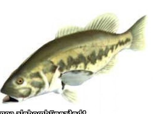 Lm Bass Fish