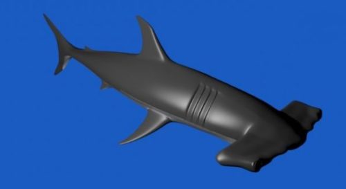 Hammer Head Shark