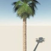 Mexican Palmtree