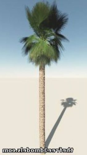 Mexican Palmtree