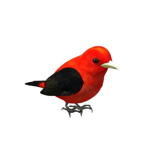 Red Black Bird Animal