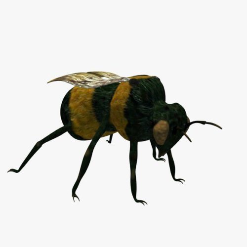 Bumblebee Fly