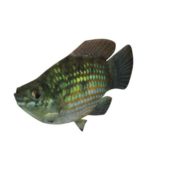 American Flagfish Animal