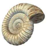 Ancient Ammonite Fossil