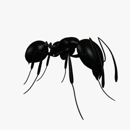 هل يعقل قرصة النمل لها فوائد لا تخطر على بالكم إليكم التفاصيل