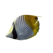 Auriga Butterfly Fish