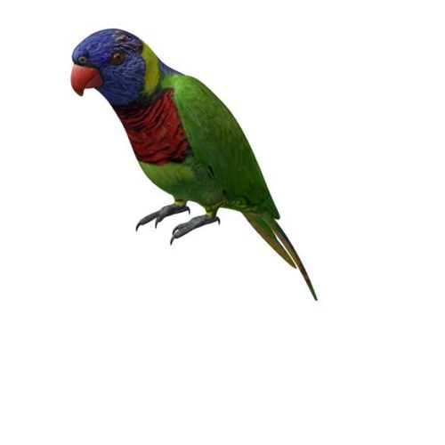 Australian Rainbow Lorikeet Bird