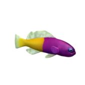 Bicolor Dottyback Fish