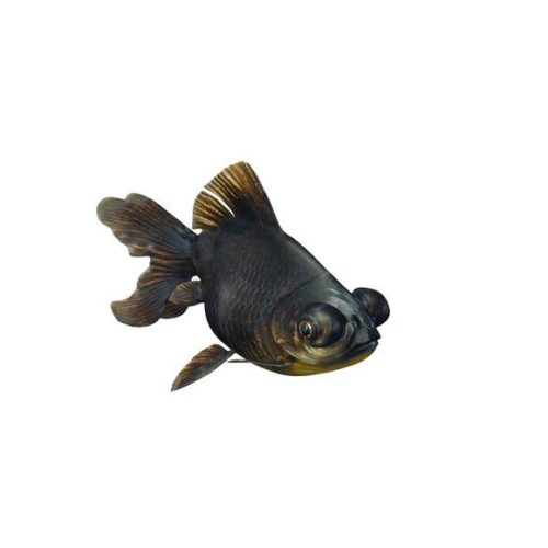 Black Moor Goldfish Anmal