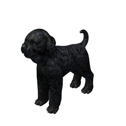 Black Russian Terrier Dog