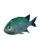 Reef Chromis Fish