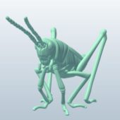 Lubber Grasshopper Animal