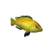 Electric Yellow Cichlid Fish