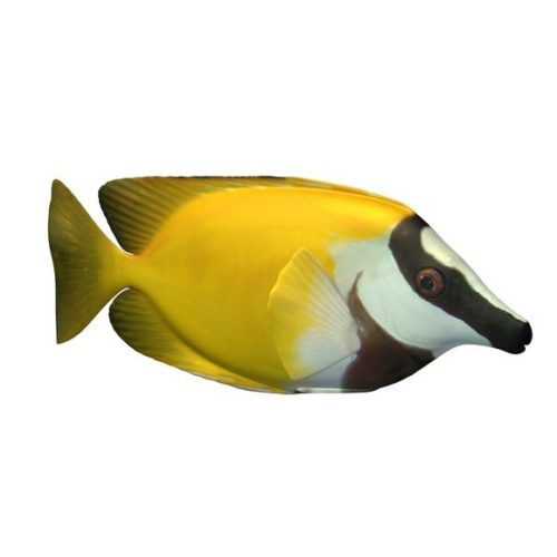 Foxface Fish