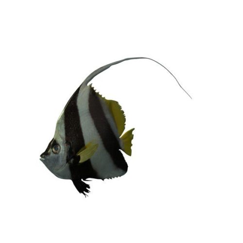 Black White Butterfly Fish