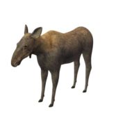 Moose Female
