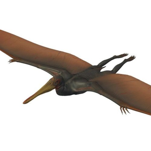 Pterodactylus Fly Dinosaur