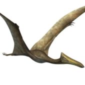 Quetzalcoatlus Flying Dinosaur