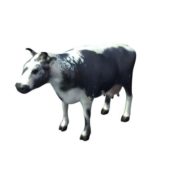 Randall Cattle Cow