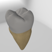 Second Molar Tooth