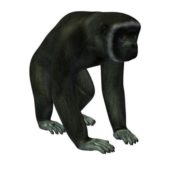 Silvery Gibbon Monkey