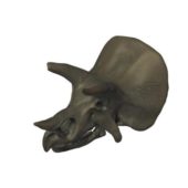 Triceratops Skull Decoration