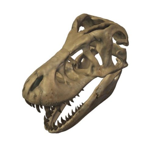 Tyrannosaurus Rex Dinosaur Skull