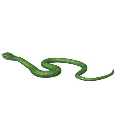 Waglers Snake 3D Model - .Obj, .Stl - 123Free3DModels