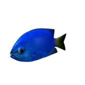 Yellowtai Damselfish Fish