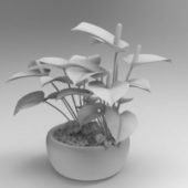 Indoor Anthurium Plant
