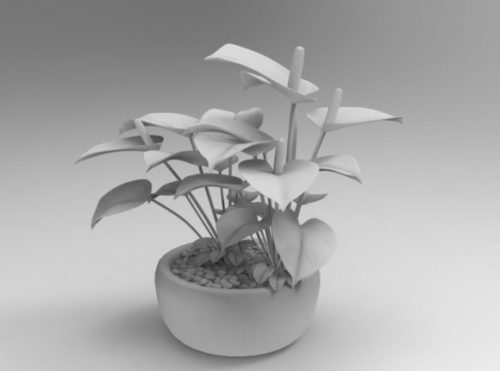 Indoor Anthurium Plant