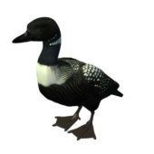 Loon Duck
