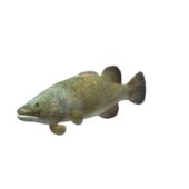 Murray Cod Fish