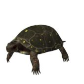 Turtle Animal