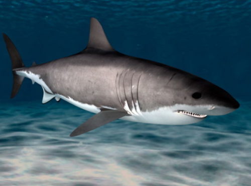 Animal Great White Shark