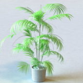 Home Potted Palm Tree
