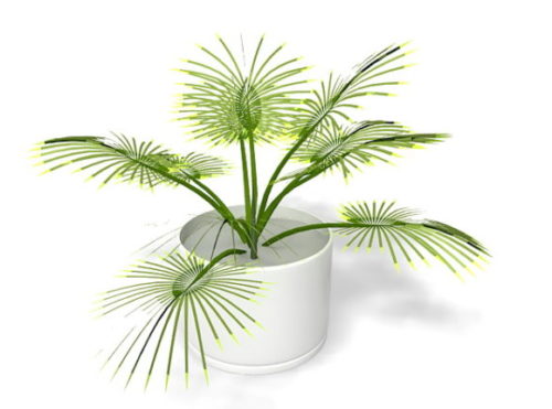 Nature Potted Palm Plant