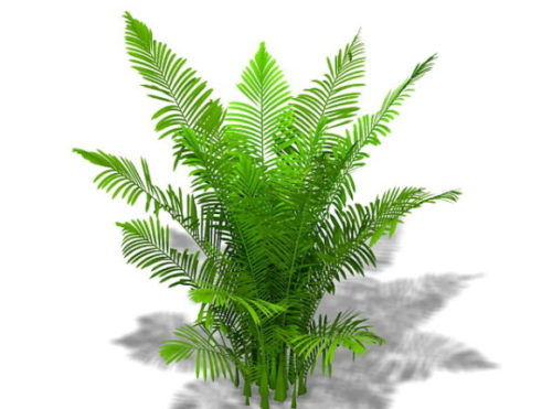 Nature Areca Palm Plant