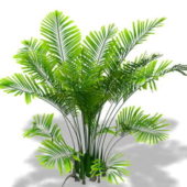 Nature Palm Plant