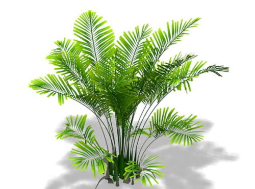 Nature Palm Plant