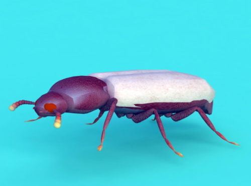 Animal Stag Beetle