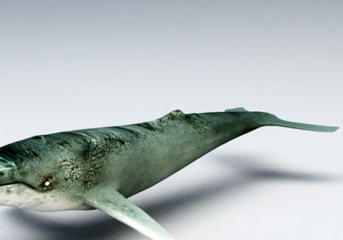 Humpback Whale Sea Animal V1